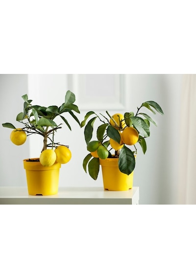 Sarı Limon Saksısı 10 Adet ( 1.5 Litre )