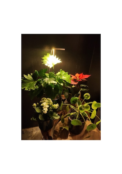 Bitki Geliştirme Led Lamba 5v Usb Tam Spektrumlu Bitki Yetiştirme Led Lamba Melek Halka Günışığı