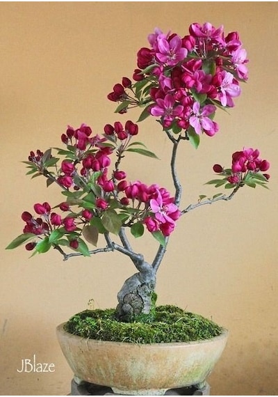 5 Adet Bodur Bonsai Orkide Ağacı Tohumu + Tohum