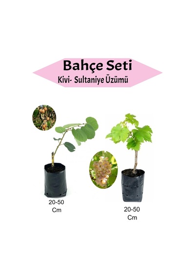 2' Li Meyve Seti Kivi Fidanı+sultaniye Üzüm Fidanı