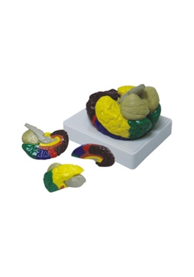 Renklendirilmiş Anatomik Beyin Modeli 4 Parça