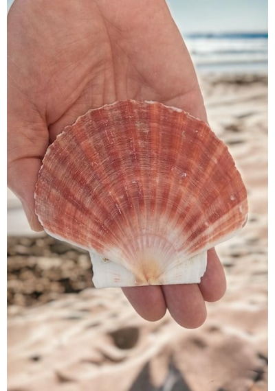 Scallop Shell Deniz Kabuğu Büyük Boy 6-ss