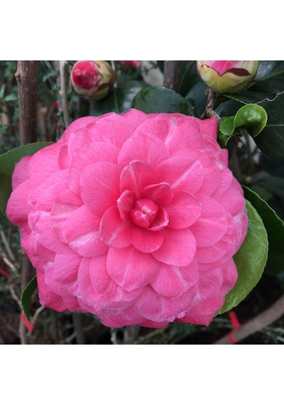 Pembe Kamelya Çiçeği - Camelia Japonica Kırmızı. 30-45 Cm Aras