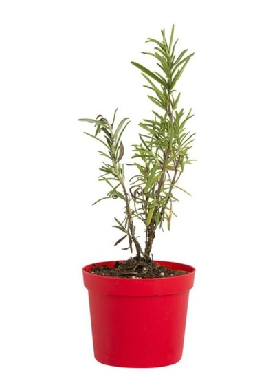 Sinonim Biberiye Fidanı Fidesi 10-20 Cm Rosmarinus Officinalis