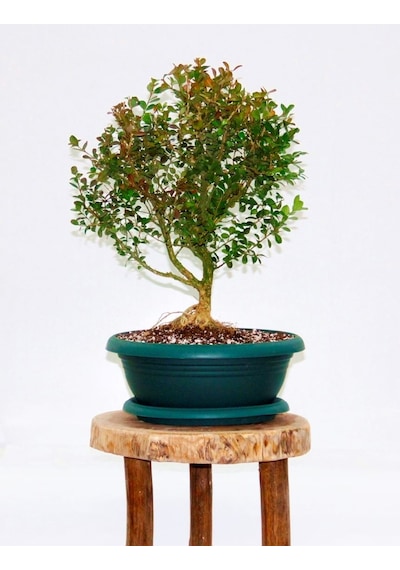 Bonsai Buxus - 7 Yaşında Hediyelik Bonsai Ağacı