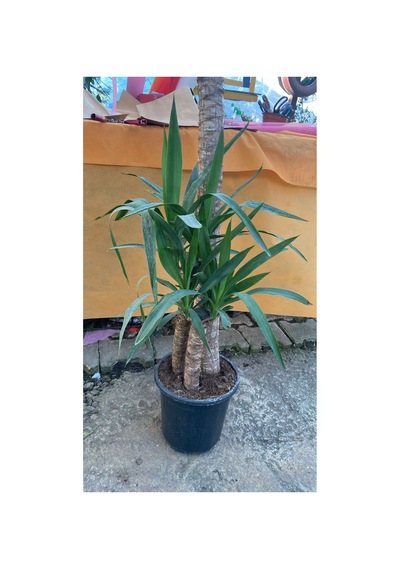 3'lü Yucca Saksı Çiçeği