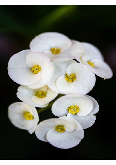 Milli Dikenler Tacı Alacalı-beyaz-turuncu-kırmızı 4 Adet Saksılı 10-20cm Euphorbia