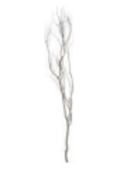 Kuru Bitki, Beyaz Gürgen Tanzim Dalı - 190-200 Cm Çok Renkli