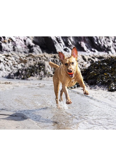 Ayrex Chuckit Fetch Ball 2'li Köpek Oyun Topu Küçük Boy