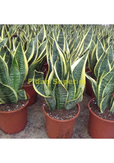 Paşa Kılıcı Çiçeği Sanseveria 50-60 Cm