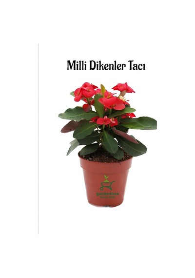 Kırmızı Dikenler Tacı Kaktüsü 1 Adet 15-25cm Red Euphorbia Milii