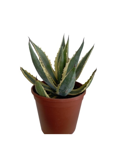 Agave Americano Bitkisi