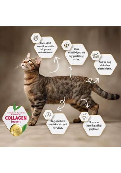 Kuzu Etli Yetişkin Kedi Maması Düşük Tahıllı Hipoalerjenik 2 Kg