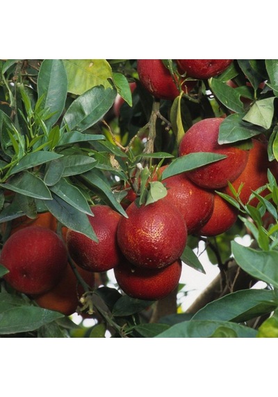 Tüplü Aşılı Blood Orange Içi Dışı Kırmızı Portakal Fidanı