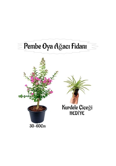 Favori Ürün Pembe Oya Ağacı Fidanı 1 Adet Saksılı+kurdele Çiçeği Hediyeli