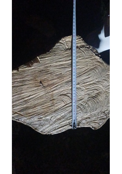Kayın Ağacı Tomruk - Kütük - Boy 72cm Çapı 100-140 Cm 72x110