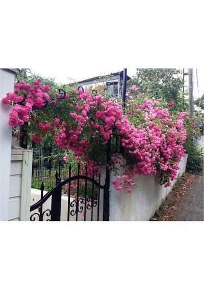 Videolu Pembe Sarmaşık Kokulu Tüplü 90-140 Cm Aşılı Gül Pink Rose