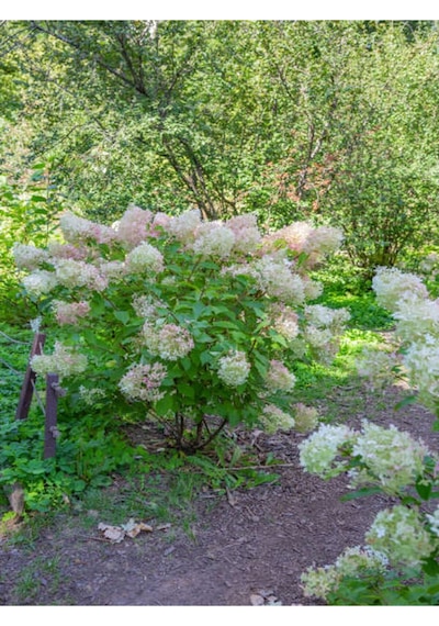 Çınar Kartopu Çiçeği Beyaz Renkli 30 60 Cm 1 Adet Tüplü Dış Mekan Bitkisi Viburnum Plicatum