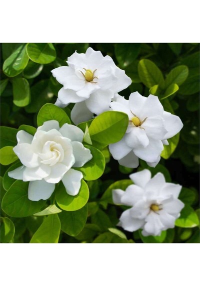 Videolu 1 Adet Ofis Hediyesi Mis Kokulu Gardenya Çiçeği 20-40 Cm Saksılı Iç Mekan Gardenia
