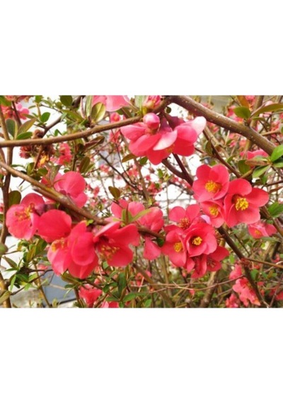 Videolu Pembe Bahar Dalı Çiçeği Fidanı 40-60 Cm Saksılı Çiçekli Bodur Spring Branch Flower