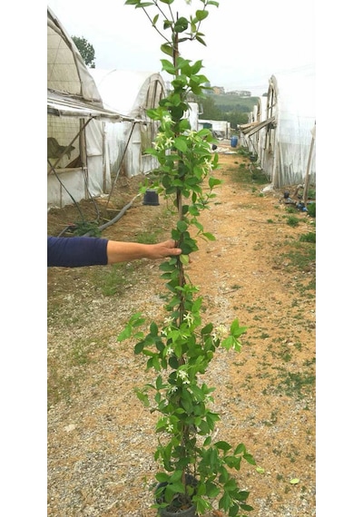 Arap Yasemini Büyük Boy 2- 2.5 Metre - 5 Adet Çiçekli Kokulu Sar