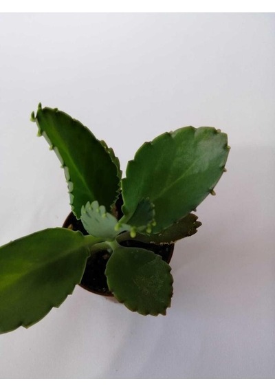 Aşkın Gözyaşı Çiçeği 10-20 Cm