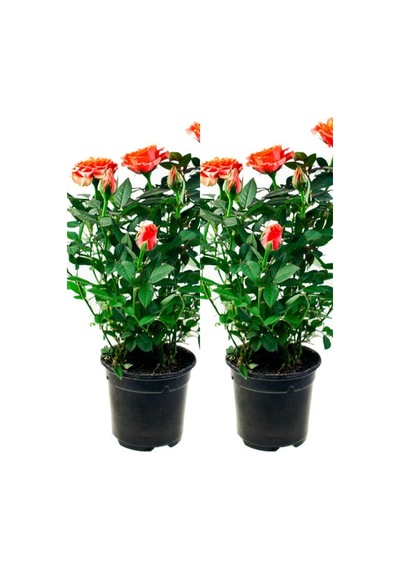Videolu Yediveren Somon Rengi Gül Fidanı 2 Adet Saksılı/tüplü 30-55 Cm Bahçe Bitkisi Orange Rose