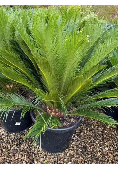 Cycas Revoluta - Sikas Japon Sago Palmiyesi 55-80cm Canlı İç Dış Mekan Bitkisi