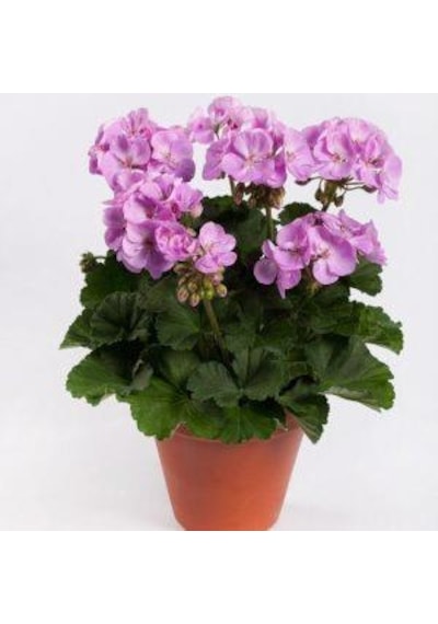 Saksılı Lila Sardunya Çiçeği 10-20 Cm Potted Lilac Geranium Flower