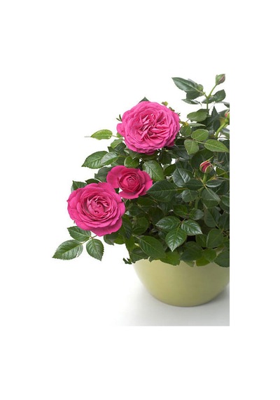 Pembe Kokulu Yediveren Gül Fidanı Saksılı 1 Adet 50-70 Cm Dış Mekan Pink Roses