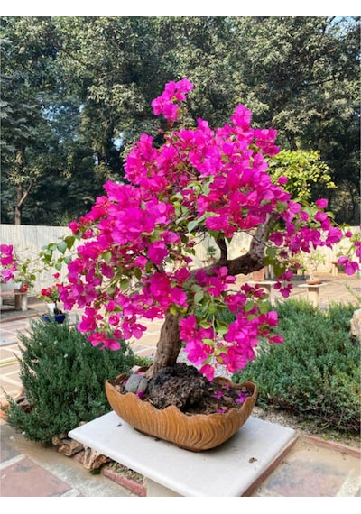 Çalı Begonvil Pembe Dolgun Ürün 20 60 Cm 1 Adet Saksılı Çiçekli Iç/ Dış Mekan Bougainvillea