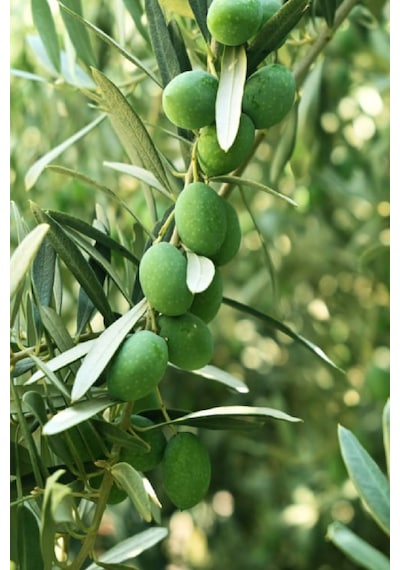 5 Adet - Sofralık Gemlik Zeytin Fidanı 1 Metre Boy 3 Yaş