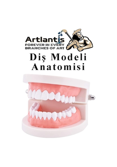 Diş Modeli Anatomisi 1 Paket İnsan Diş Çene Modeli Eğitci Fen Biyoloji Deney Maketi Diş Maketi