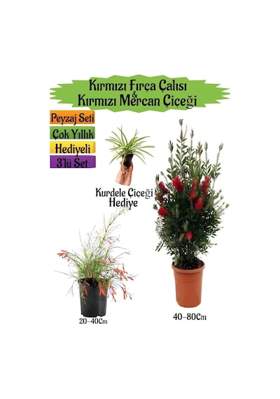 Kırmızı Fırça Çalısı+kırmızı Mercan Çiçeği+kurdele Çiçeği Peyzaj Seti