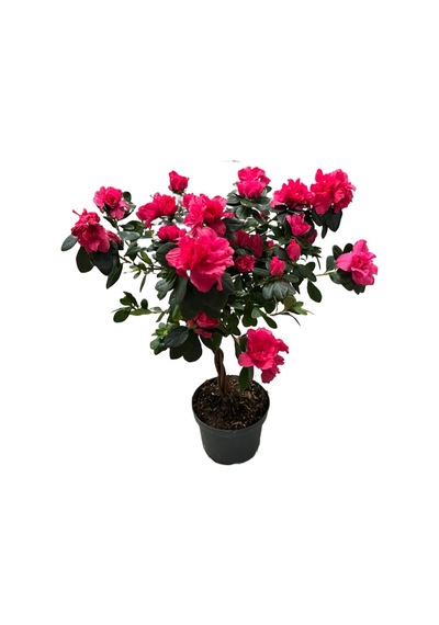 Rhodendron Indicum 'magenta' Ø17 Cm 60-70 Cm