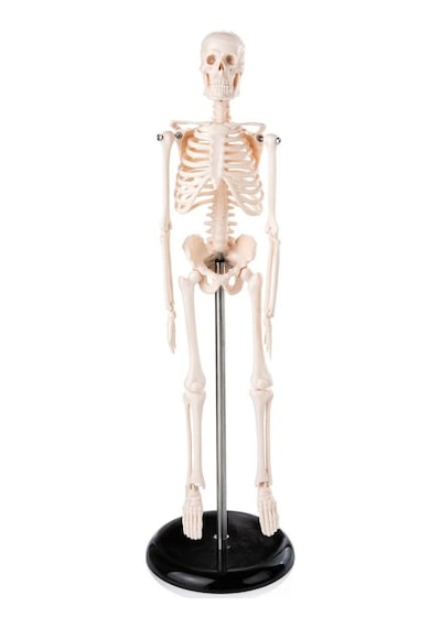 İnsan İskelet Modeli 45 cm