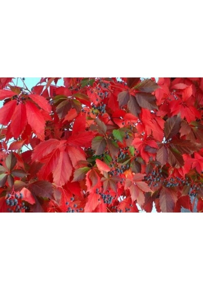 Serada Decor Plant Amerikan Sarmaşığı Çiçeği Fidanı 80 Cm Dış Mekan Sarmaşık