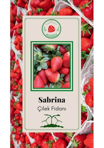 11 Adet Sabrina Çilek Fidesi Açık Kök ve Taze Söküm (Frigo)