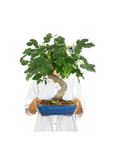 Bonsai Siyah Incir Ağacı Tohumu 5 Adet Tohum