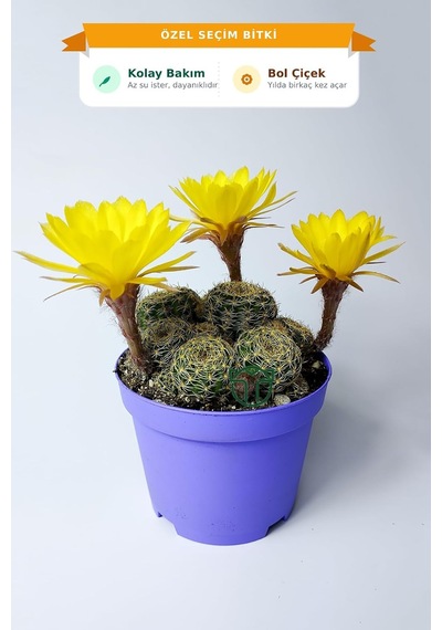 Lobivia Arachnacantha Kolay Bakım Kaktüs 8.5 Cm Saksıda