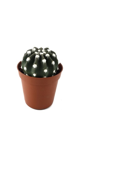 Echinopsis Subdenudata (Kaktüs) Ø5,5 CM Y0-10 CM