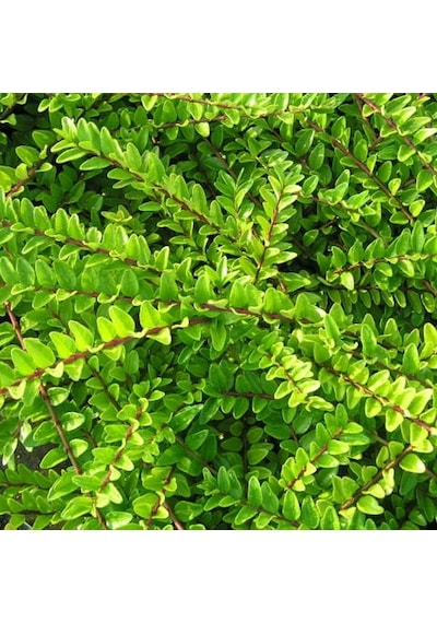 HANIMELİ ÇİT BİTKİSİ 3 ADET 'Lonicera Nitida'