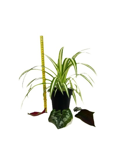 Saksılı Kurdele Çiçeği Chlorophytum Comosum