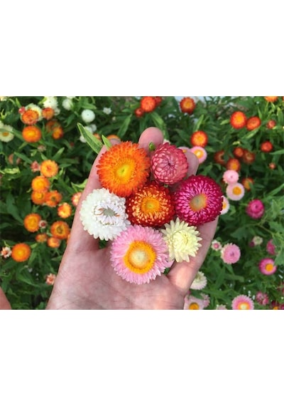 50+ Strawflower Ölümsüz Çiçek Tohumu Katmerli Çiçekli