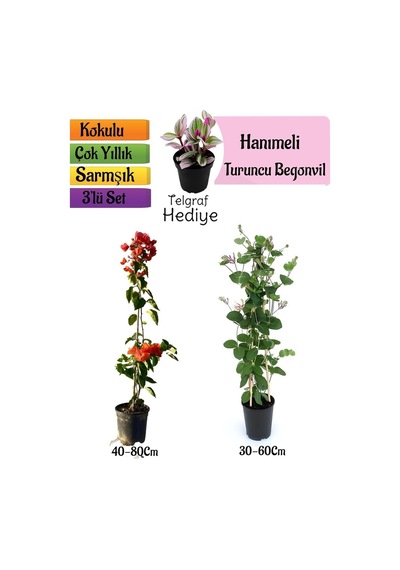 Turuncu Begonvil+kokulu Hanıme Çiçeği+telgraf Çiçeği 3'lü Peyzaj Seti