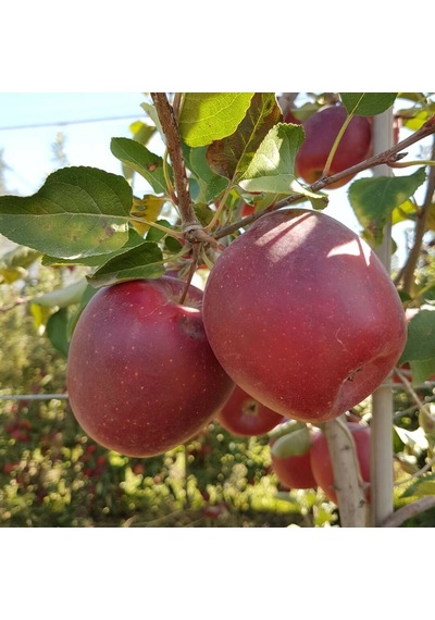 Tüplü Aşılı Yarı Bodur Dark Red Flavor Elma Fidanı