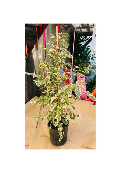 Ficus Çiçeği Canlı Bitki
