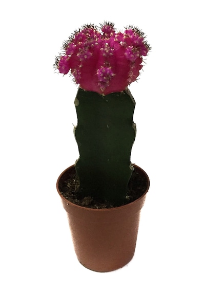 Gymnocalycium Mihanovichii 'Pink' (Kaktüs) Ø5,5 CM Y0-10 CM
