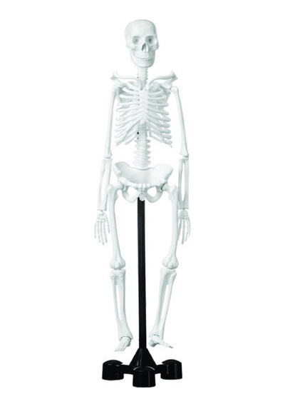 Edulab İskelet Modeli 46 CM
