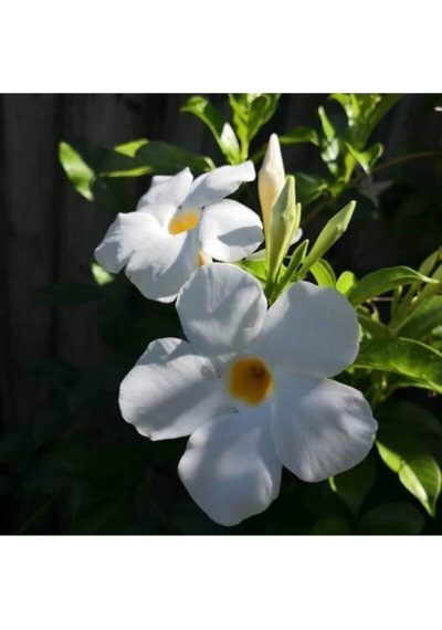 3'lü Beyaz Mandavilla Sarmaşığı Çiçeği Fidanı 40-60 Cm Saksılı Çiçekli Bodur Mandevilla